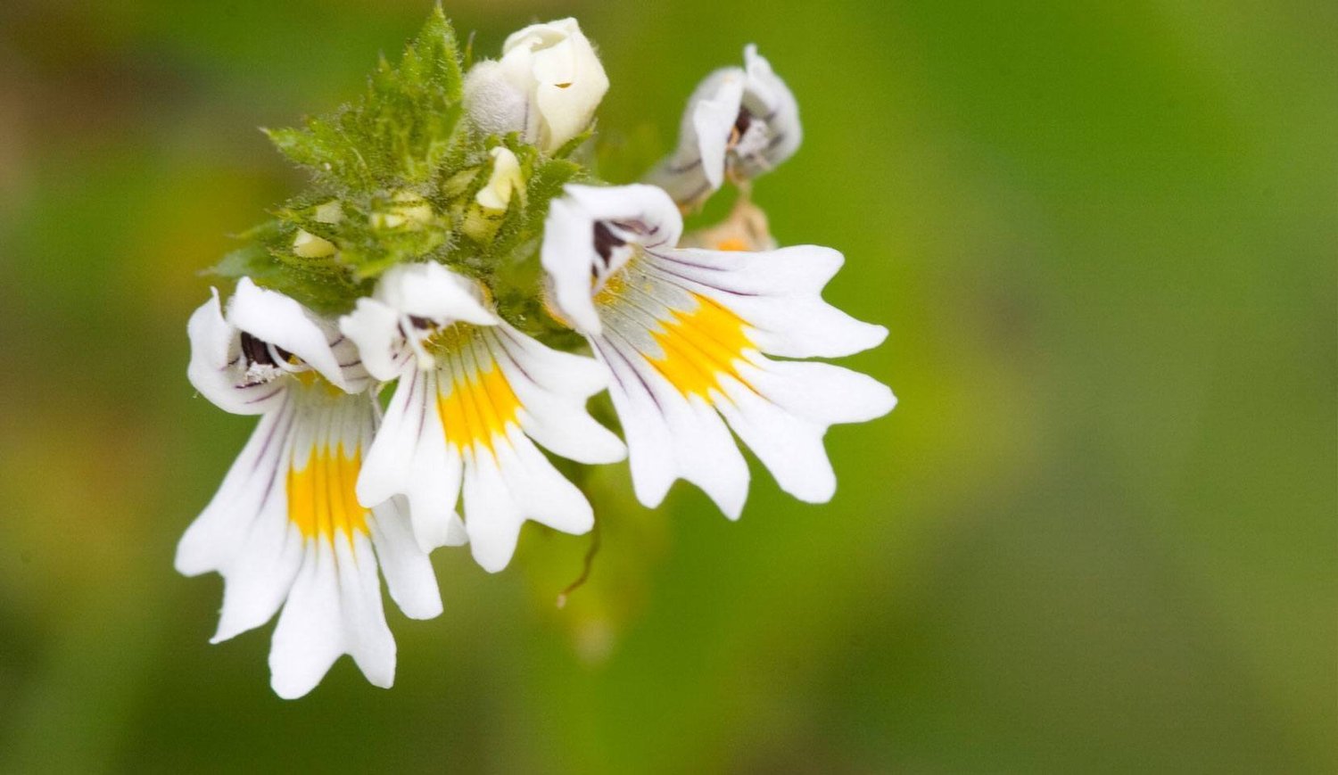 What is Euphrasia Remedy in Homeopathy