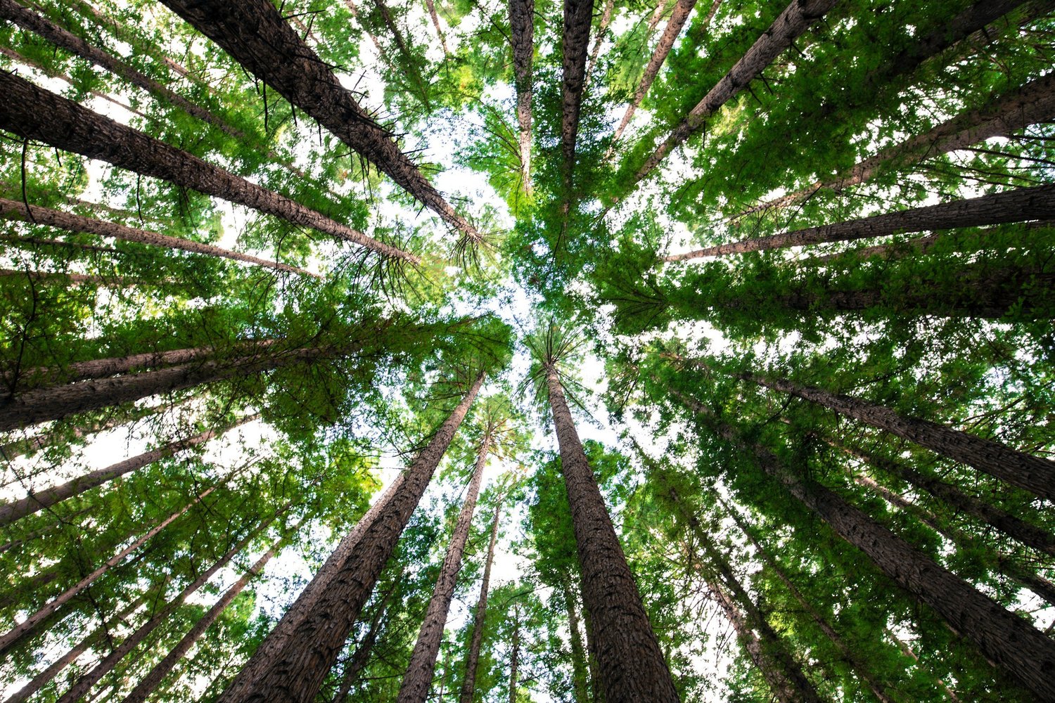What Is Camphora Remedy in Homeopathy?
