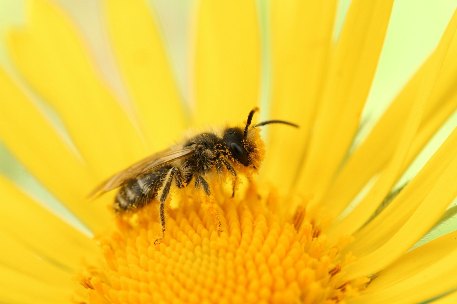 What causes allergies to pollen - Bee on sunflower - Homeopathic remedies for Allergies