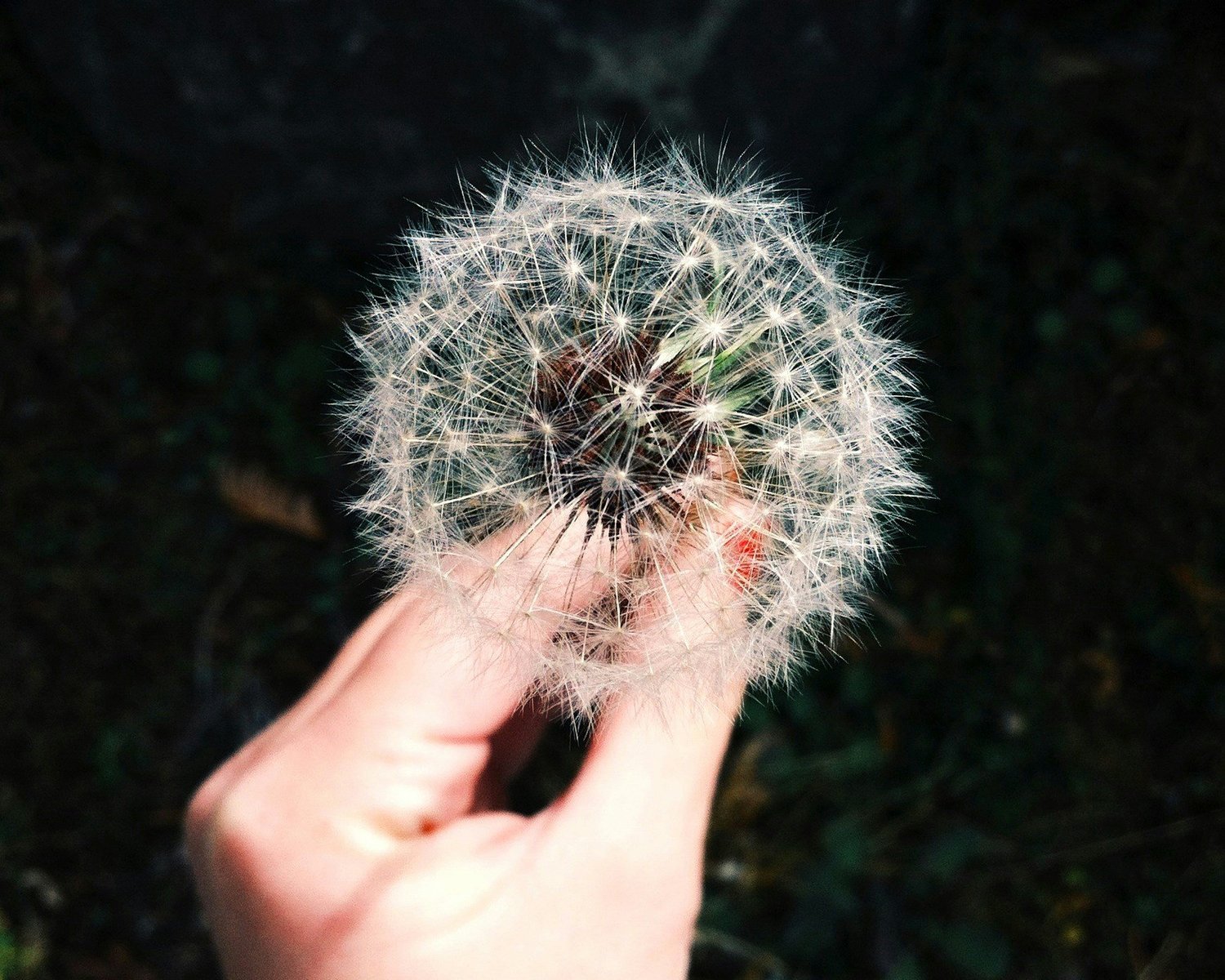 Pollen - Spring Allergies - Homeopathy for Allergies - Core Healing Path