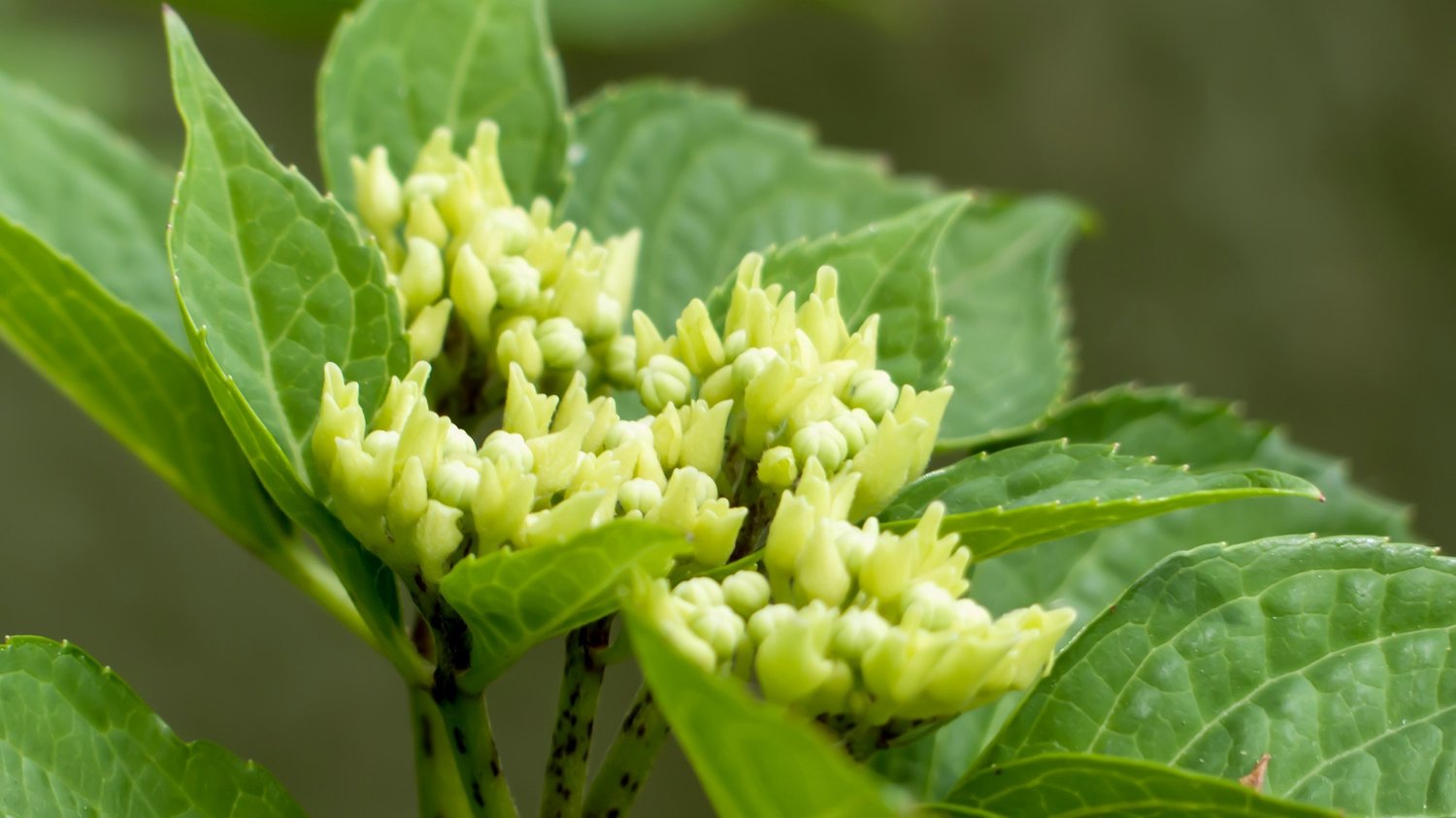 Arsenicum Album - Homeopathic Remedy
