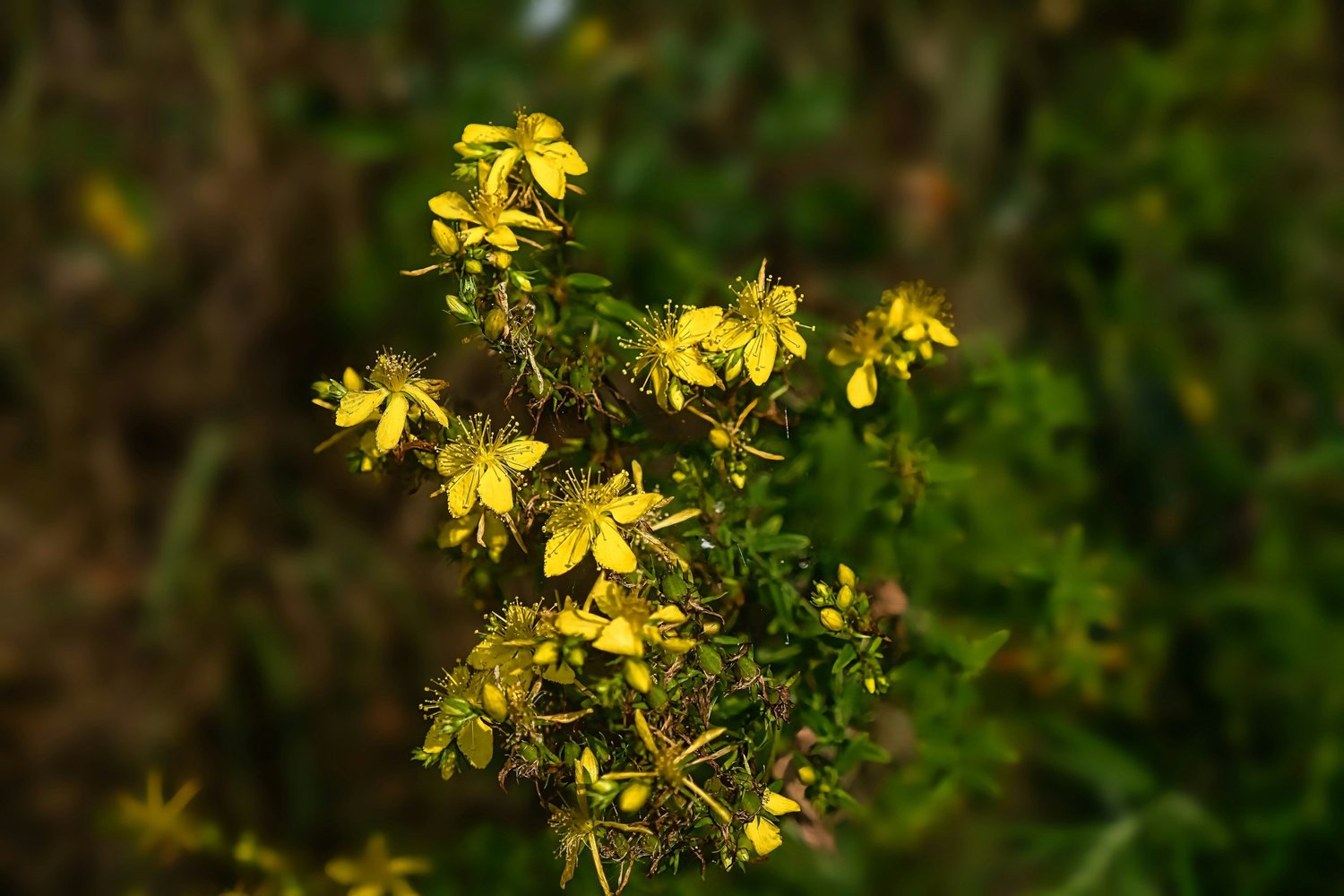 What Is Hypericum Perforatum Remedy in Homeopathy?