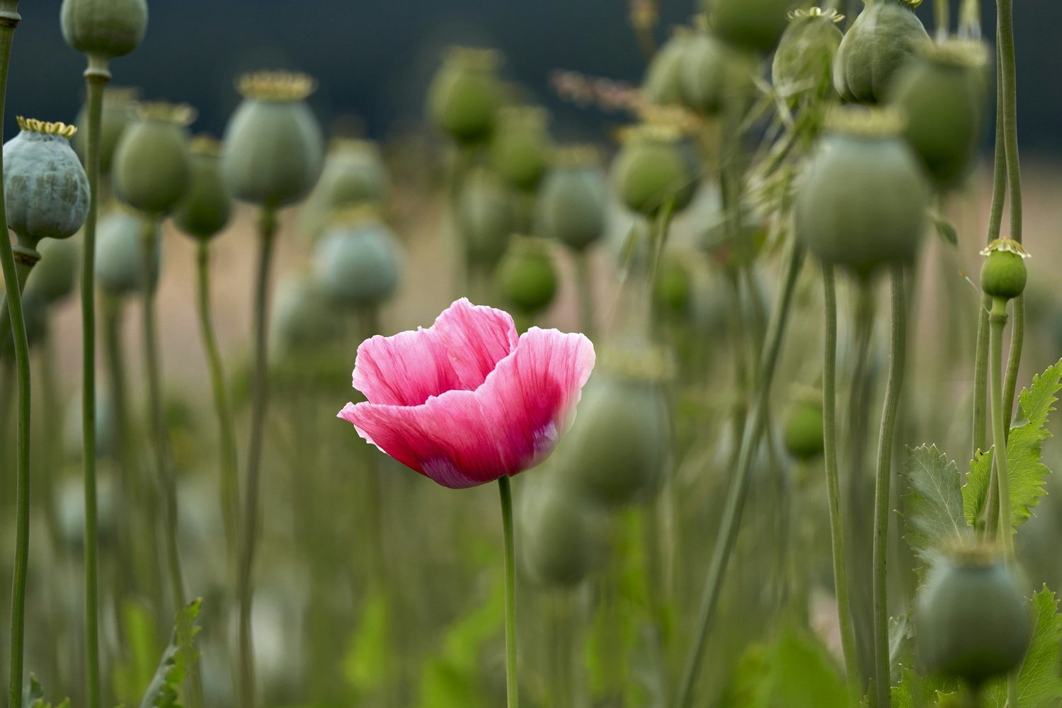What Is Opium Remedy in Homeopathy?
