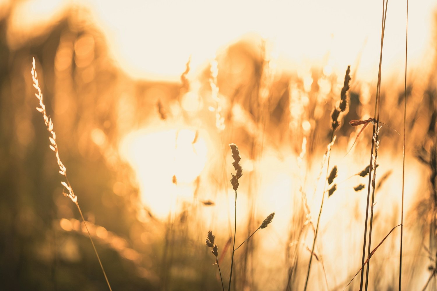What Is Sepia Remedy in Homeopathy?