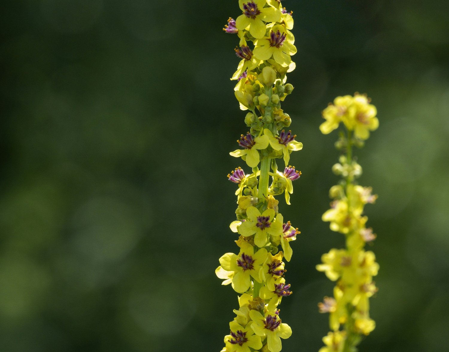 What Is Calcarea Fluorica Remedy in Homeopathy?