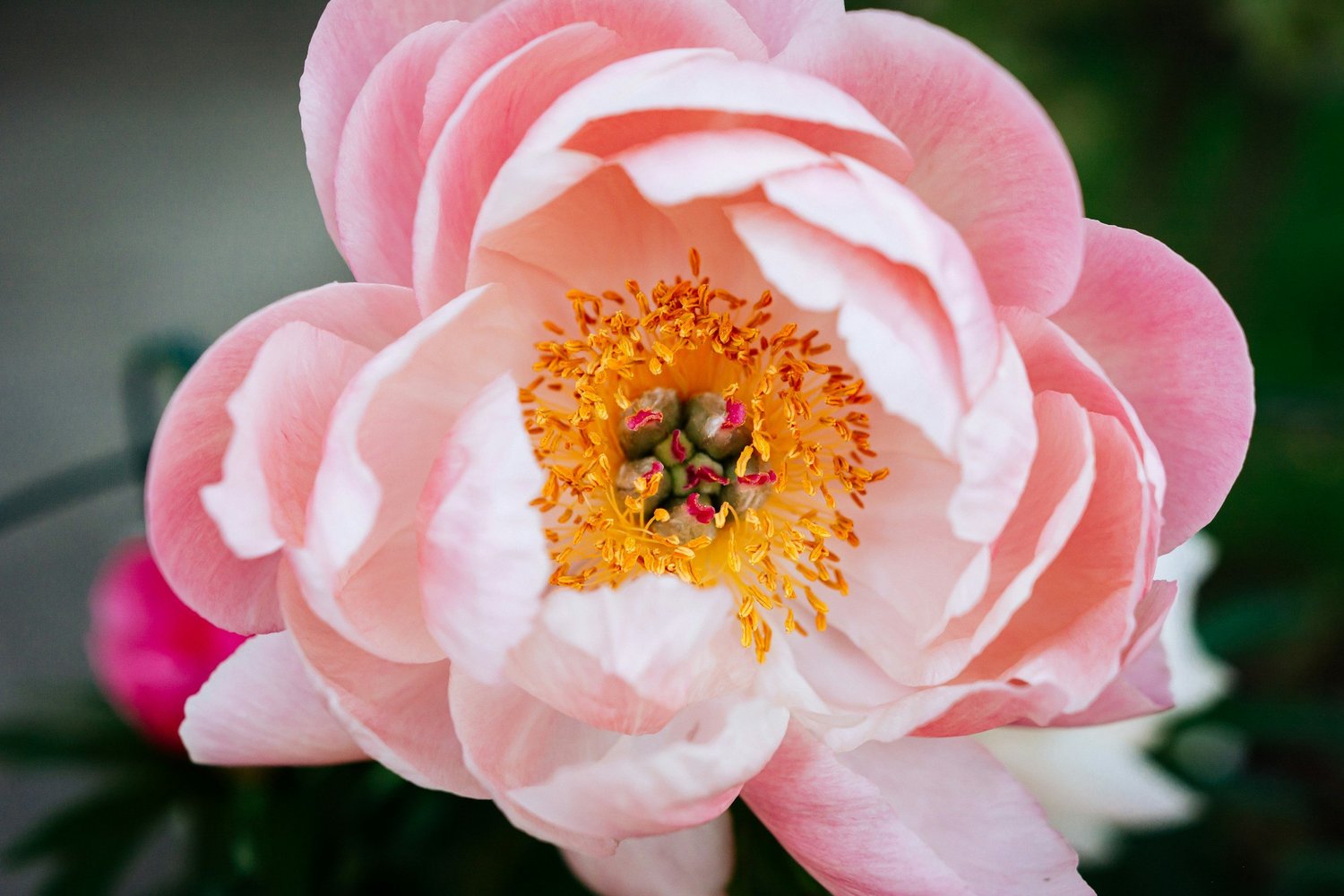 Myths About Homeopathy: Debunked