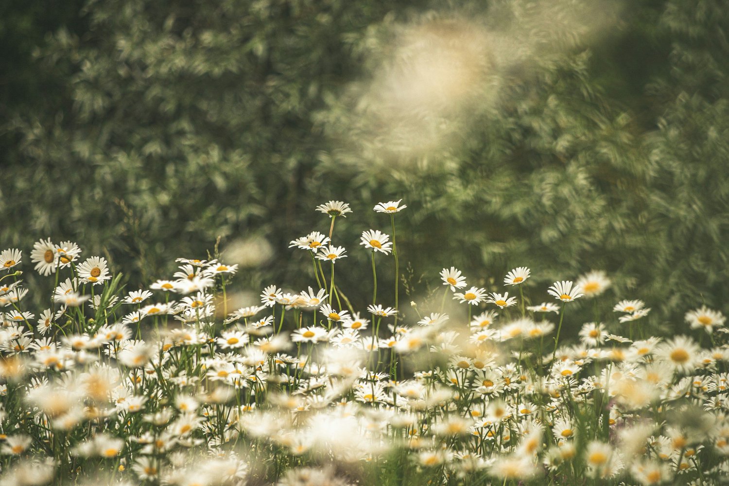 What Is Bellis Perennis Remedy in Homeopathy?