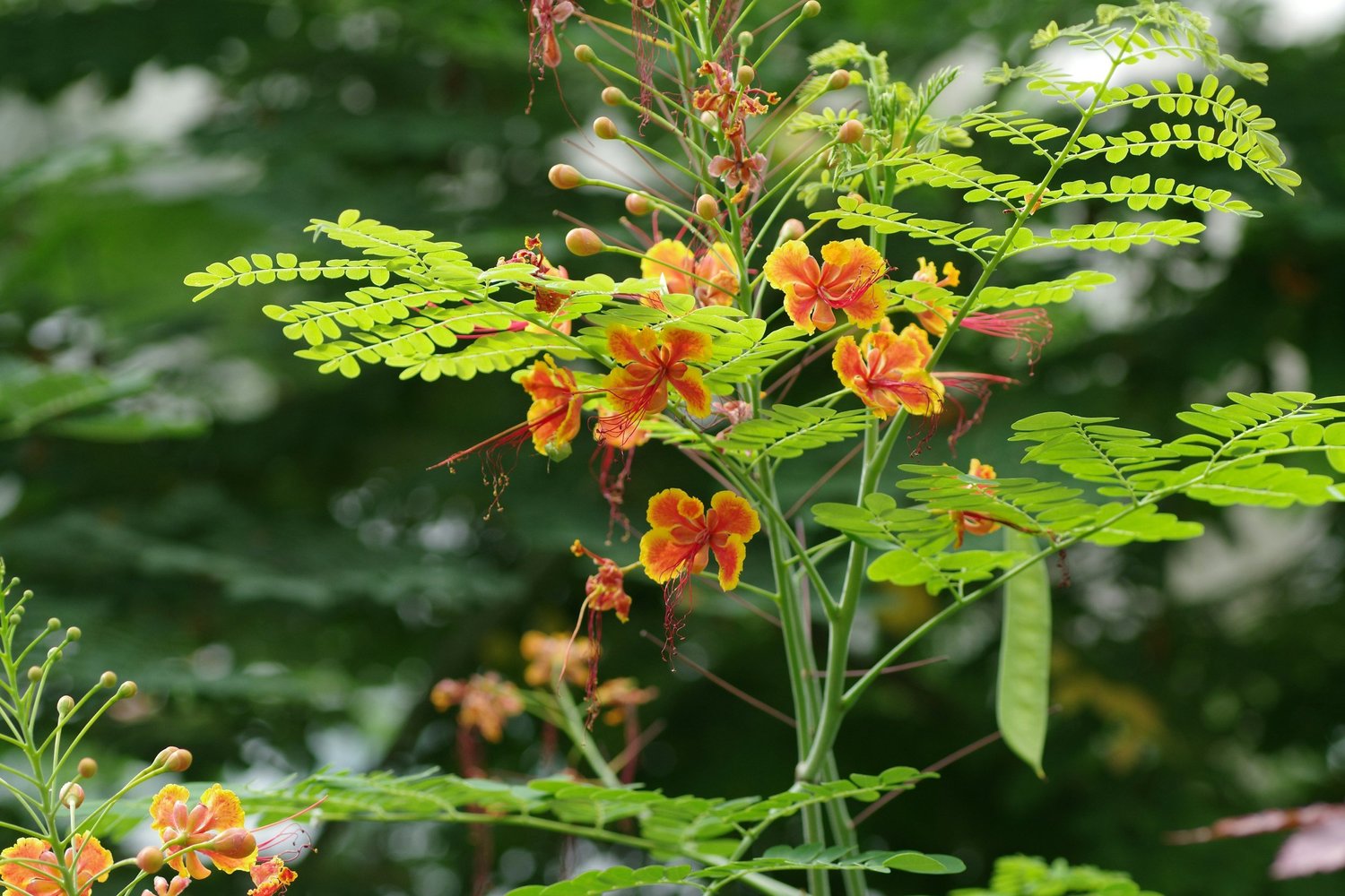 Natrum Muriaticum - Homeopathic Remedy